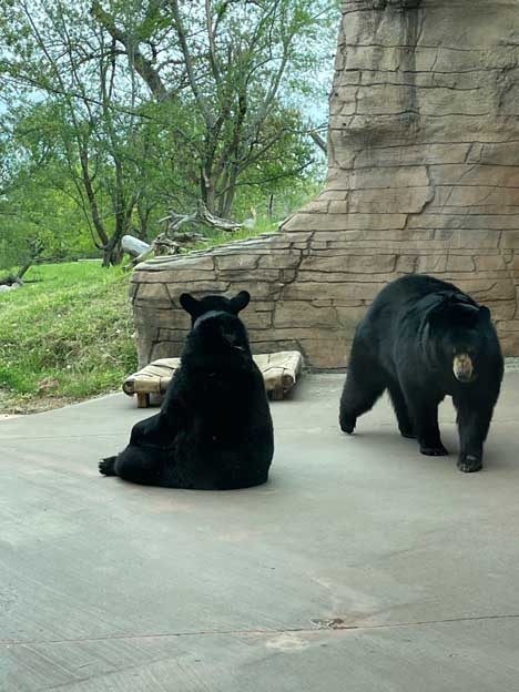 The Zoo Diaries: Accelerometer and magnetometers dataloggers supplement animal welfare monitoring for zoo bears - Photo 1