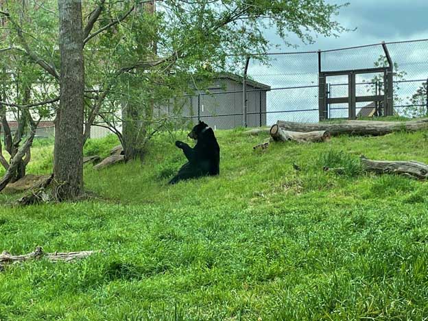 The Zoo Diaries: Accelerometer and magnetometers dataloggers supplement animal welfare monitoring for zoo bears - Photo 2