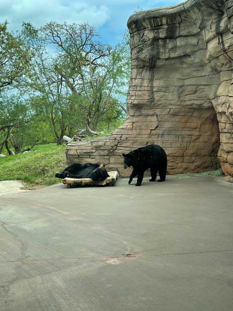 The Zoo Diaries: Accelerometer and magnetometers dataloggers supplement animal welfare monitoring for zoo bears - Photo 3